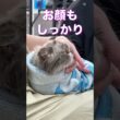 #爆毛 #ヒマラヤン を #シャンプー でフワサラにしてみた