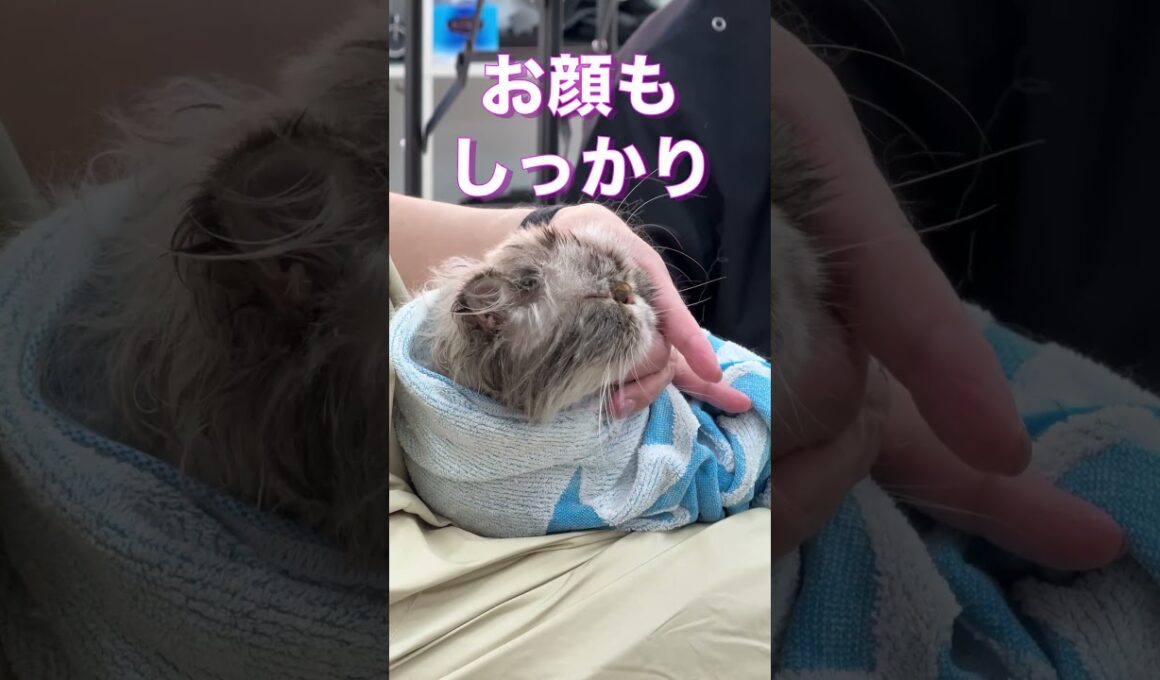 #爆毛 #ヒマラヤン を #シャンプー でフワサラにしてみた