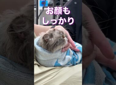 #爆毛 #ヒマラヤン を #シャンプー でフワサラにしてみた