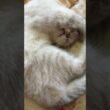 シャム猫の子ネコ雫ちゃん。シェーのポーズで寝る