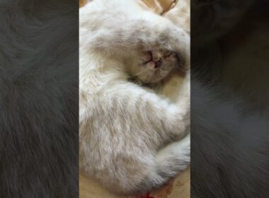 シャム猫の子ネコ雫ちゃん。シェーのポーズで寝る