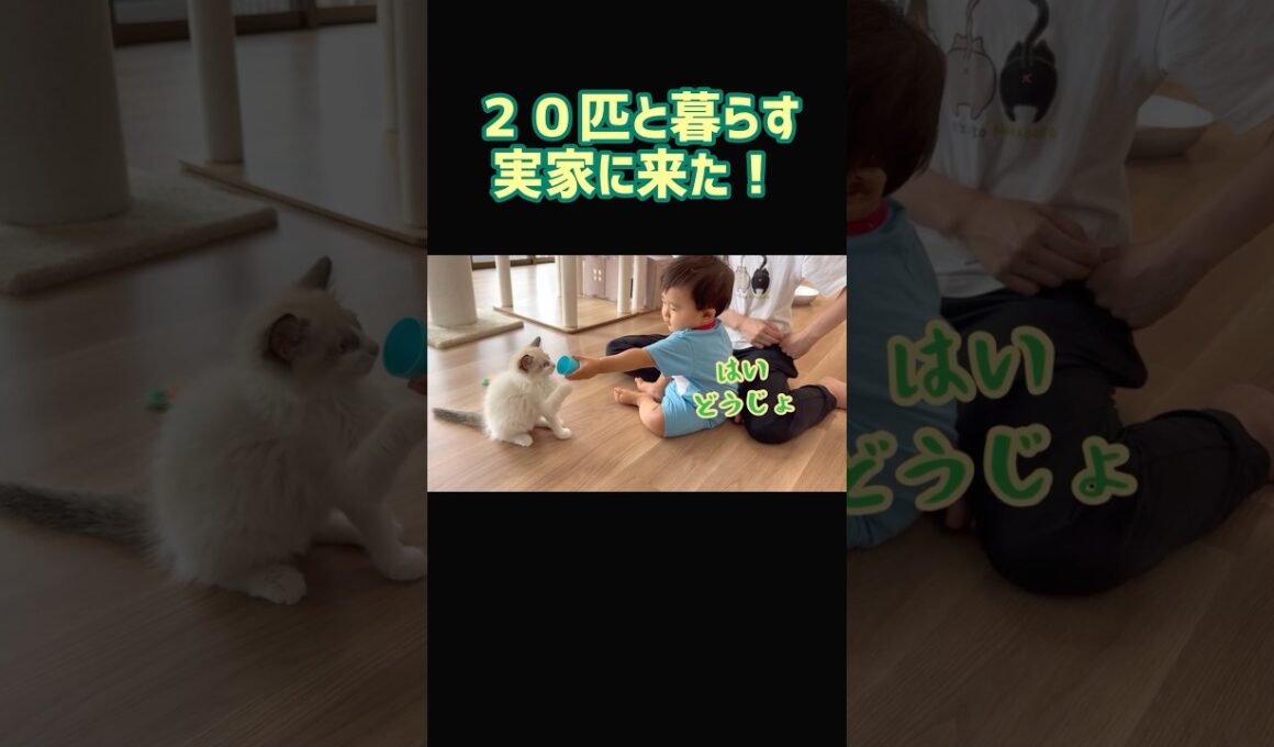 子猫と赤ちゃん💓 #1歳 #ラグドール #保護猫 #baby #cat