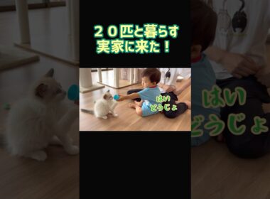 子猫と赤ちゃん💓 #1歳 #ラグドール #保護猫 #baby #cat