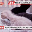 【にこねこ速報】猫の島から乳飲み子がやってきました