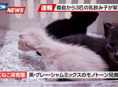 【にこねこ速報】猫の島から乳飲み子がやってきました