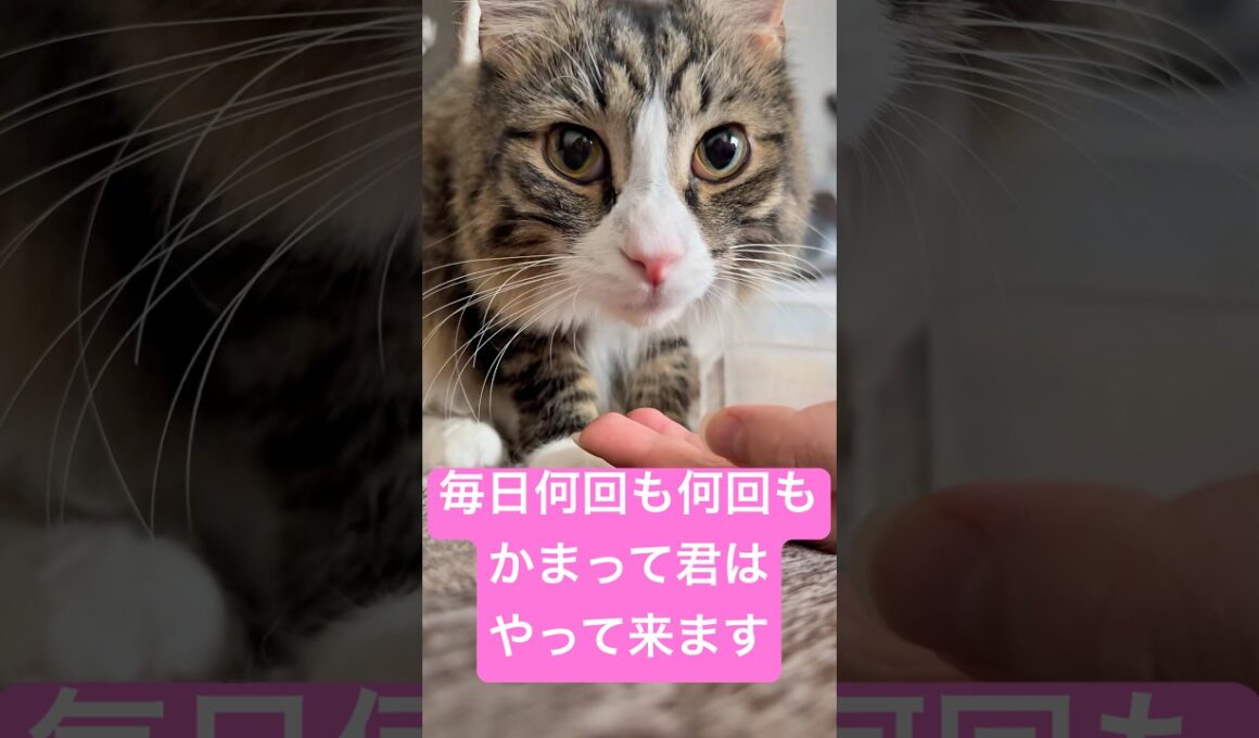 甘えん坊のせらは毎日アピールが凄いです……#猫 #メインクーン