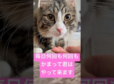 甘えん坊のせらは毎日アピールが凄いです……#猫 #メインクーン