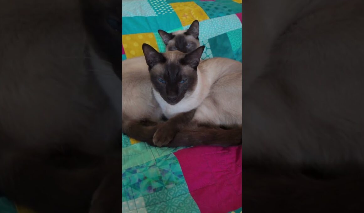 Most Beautiful Cats 10-6 Part 3