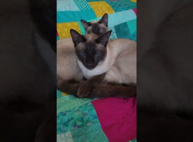 Most Beautiful Cats 10-6 Part 3