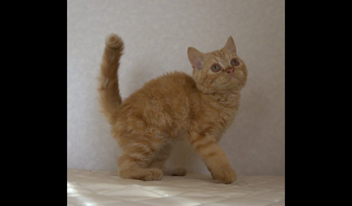 セルカークレックス子猫　Selkirk Rex　2025.5.28産まれ　レッドタビー　巻き毛　男の子　シーダキャット猫のお店