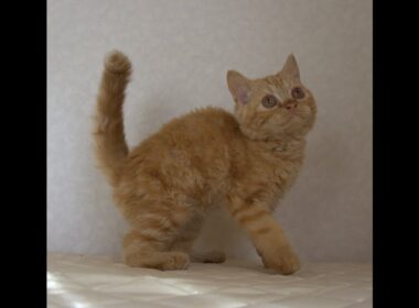 セルカークレックス子猫　Selkirk Rex　2025.5.28産まれ　レッドタビー　巻き毛　男の子　シーダキャット猫のお店