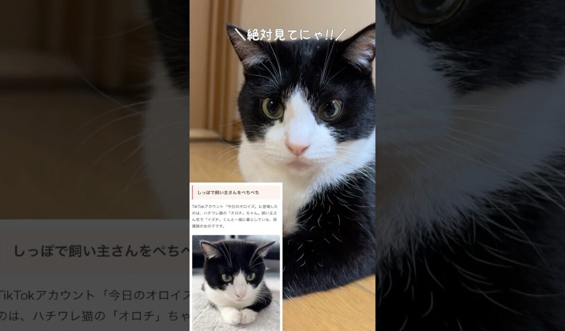【かわいい猫】ねこちゃんホンポさんに掲載されたハチワレ猫 #猫 #ハチワレ #ねこちゃんホンポ