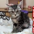 高熱で辛いはずなのに自力で立ち上がる子猫の姿