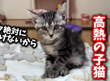 高熱で辛いはずなのに自力で立ち上がる子猫の姿