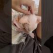 ママのお腹の上で眠る猫アレクサンドラ【スフィンクス】