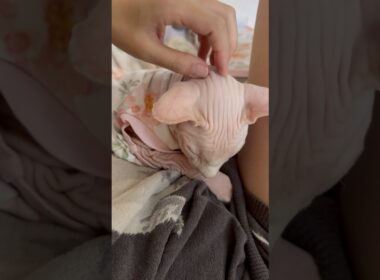 ママのお腹の上で眠る猫アレクサンドラ【スフィンクス】