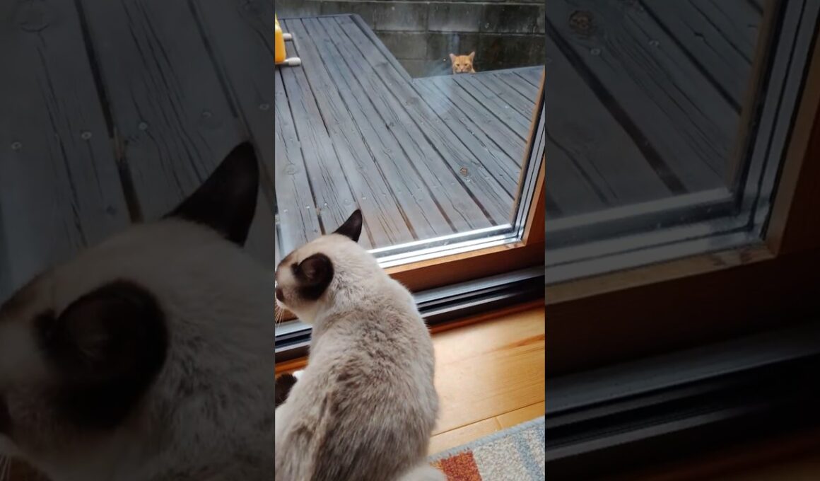 またまた可愛い訪問者🥰　#にゃんこ, #保護猫, #猫, #cat, #野良猫#子猫, #仔猫, #ねこ, #고양이, #แมว, #قطة, #con, #mèo, #chat, #gato