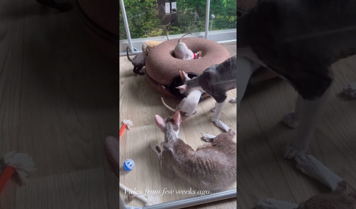 Cornish Rex kittens  #cornishrex #cornishrexkittens #newyorkcornishrex