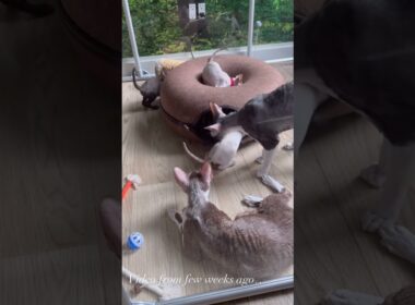 Cornish Rex kittens  #cornishrex #cornishrexkittens #newyorkcornishrex