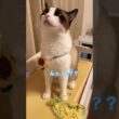 突然の訪問で怖がるスノーシュー猫 #cat #猫のいる暮らし #shorts