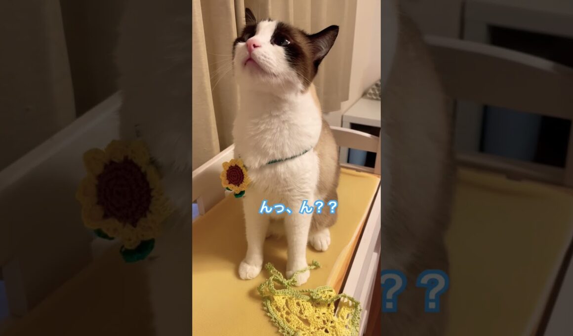 突然の訪問で怖がるスノーシュー猫 #cat #猫のいる暮らし #shorts