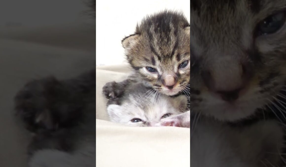 子猫が、かわいい寝顔でトーテムポールに？【赤ちゃん猫　保護猫】