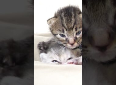 子猫が、かわいい寝顔でトーテムポールに？【赤ちゃん猫　保護猫】