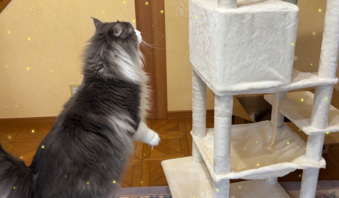 【完成✨】キャットタワーが楽しくて興奮するもふ猫たちwwwノルウェージャンフォレストキャットとターキッシュアンゴラ