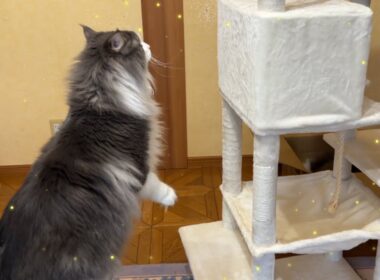 【完成✨】キャットタワーが楽しくて興奮するもふ猫たちwwwノルウェージャンフォレストキャットとターキッシュアンゴラ