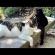 デカい黒猫どんちゃんがこっちに来いと視線を向けて呼んでいる