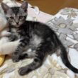 子猫部屋から雑談配信
