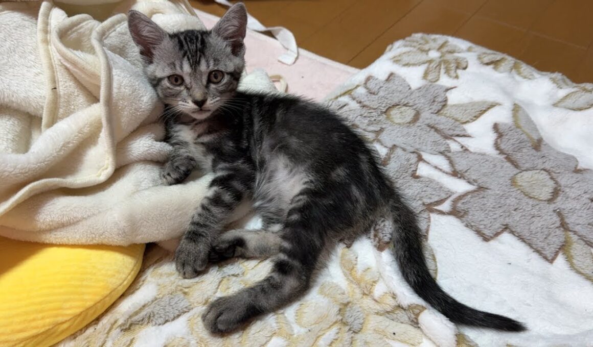 子猫部屋から雑談配信