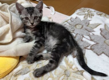 子猫部屋から雑談配信