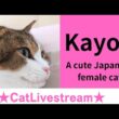 ★CatLivestream★105