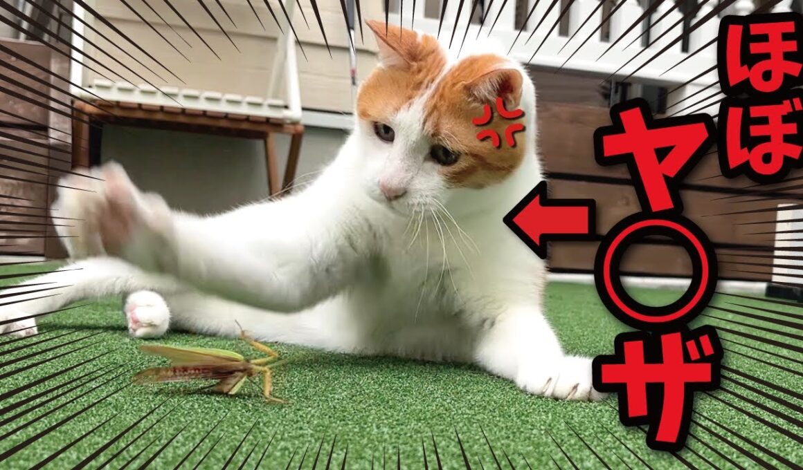 ガ　チ　で　ヤ　バ　す　ぎ　る　猫　！！！！！！！【関西弁でしゃべる猫】【猫アテレコ】