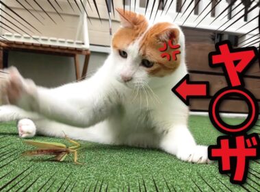 ガ　チ　で　ヤ　バ　す　ぎ　る　猫　！！！！！！！【関西弁でしゃべる猫】【猫アテレコ】