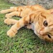 お散歩から帰りたくない子猫...