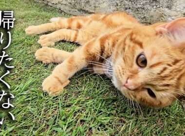 お散歩から帰りたくない子猫...