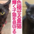 心臓病の黒猫、輝く子猫たちの命を見守る　The fading life watched over
