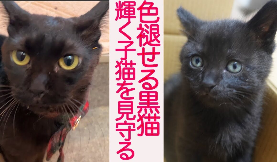 心臓病の黒猫、輝く子猫たちの命を見守る　The fading life watched over