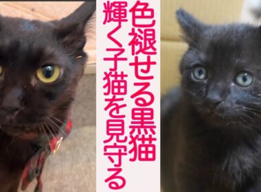 心臓病の黒猫、輝く子猫たちの命を見守る　The fading life watched over