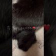猫のちょっとだけよ❤️