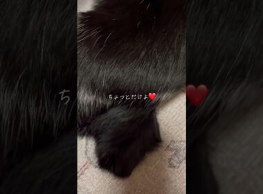猫のちょっとだけよ❤️