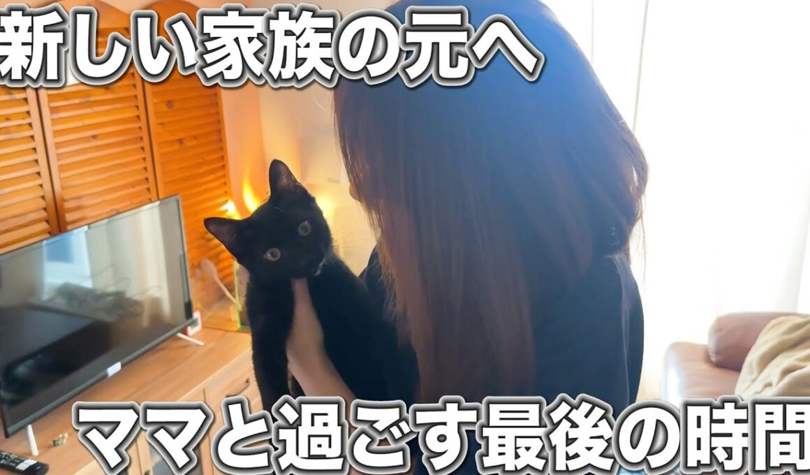 子猫が旅立つ日、ママと過ごす最後の時間