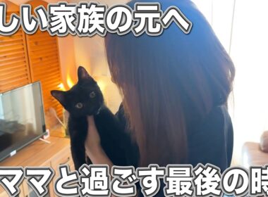 子猫が旅立つ日、ママと過ごす最後の時間