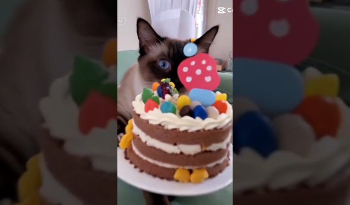 シャム猫☆マロンちゃんが飼い主のお誕生日をお祝いしてくれました🎂 #cat #catshorts #しゃむねこ #シャム猫 #猫のいる暮らし #birthday