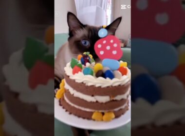シャム猫☆マロンちゃんが飼い主のお誕生日をお祝いしてくれました🎂 #cat #catshorts #しゃむねこ #シャム猫 #猫のいる暮らし #birthday
