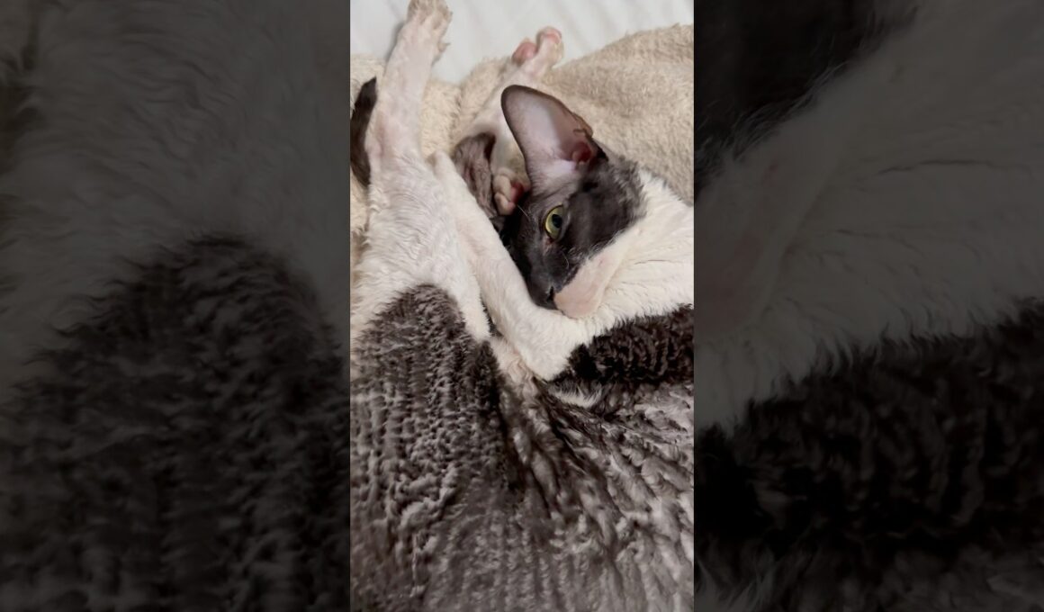 Sleeping with one eye open 🥰#cat #cute #shorts