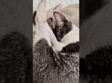 Sleeping with one eye open 🥰#cat #cute #shorts