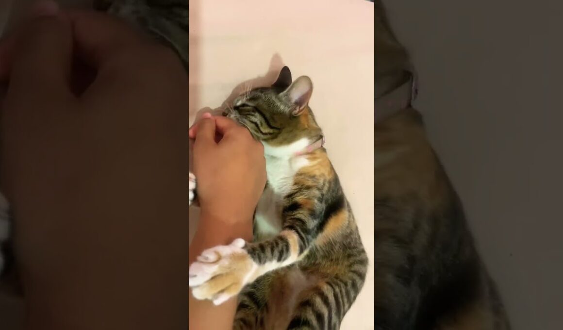 #cat #kitten #cute #chat #catlovers #cute #explore